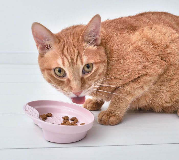 フードを食べるにゃんこ