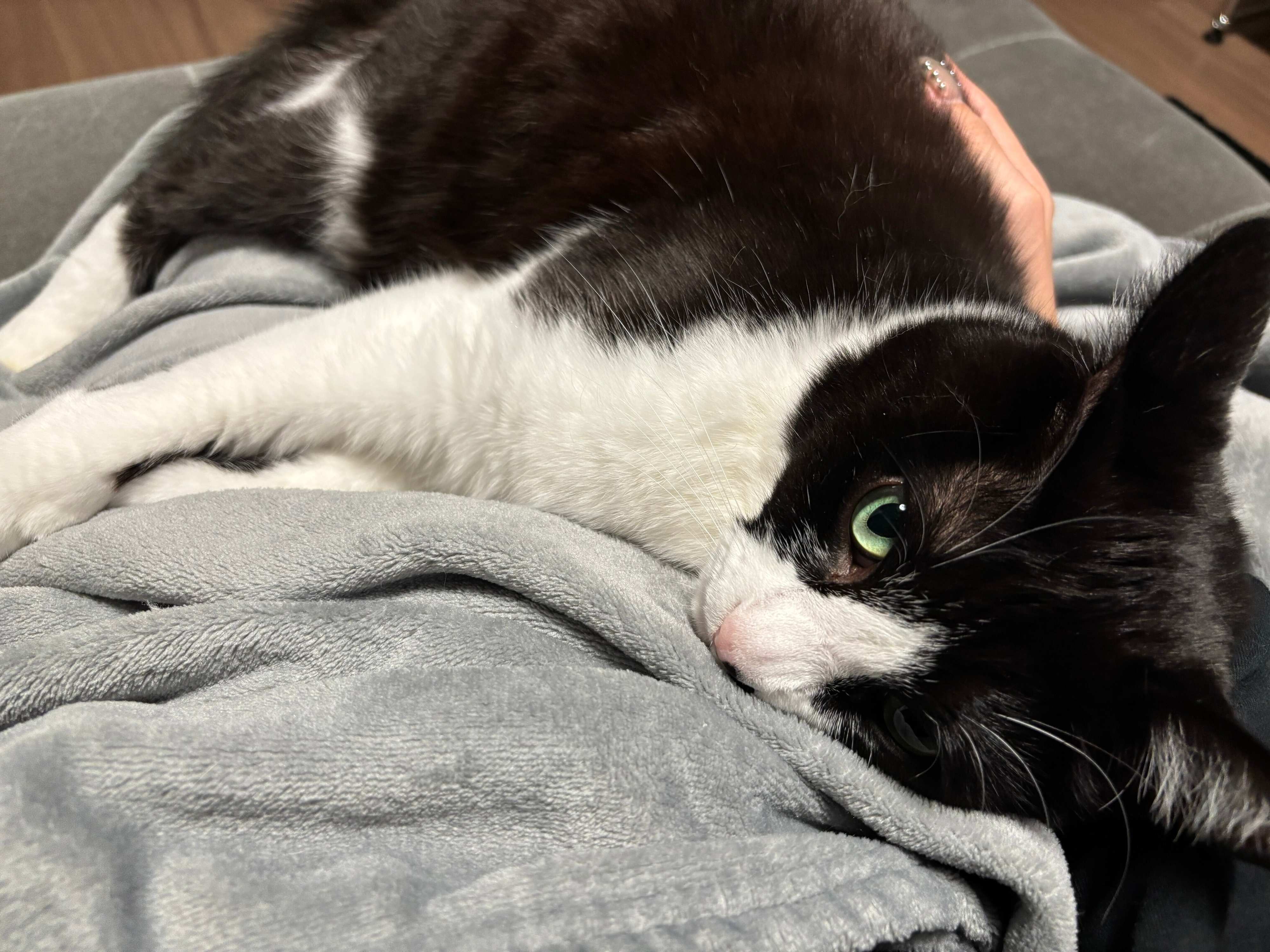 飼い主の膝の上でくつろぐ猫