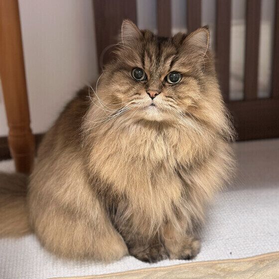 ペルシャのDownyくん