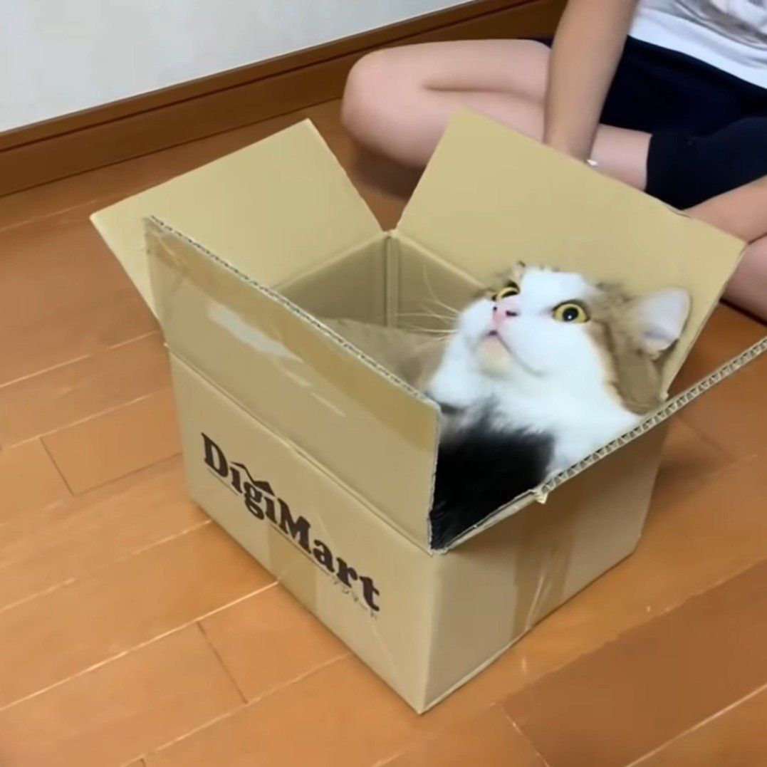 箱に入っている秀吉ちゃん