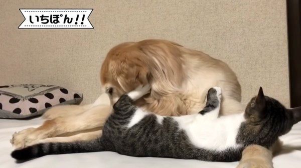 されるがままの猫