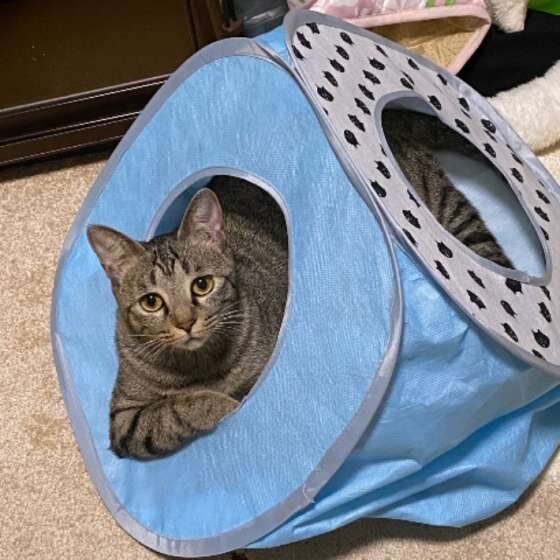 テントから顔を出す猫（MIX、メス）