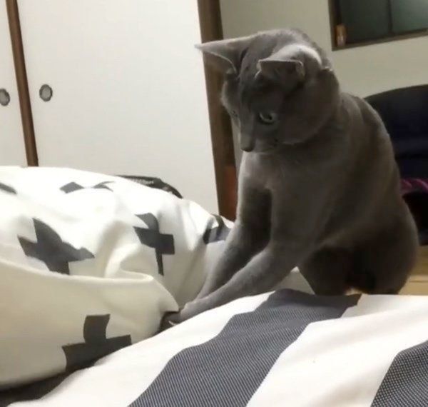 布団で遊ぶコラット