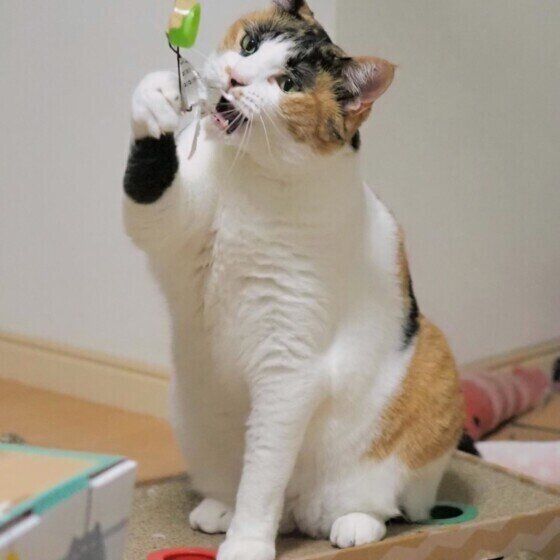 おもちゃで遊ぶ三毛猫