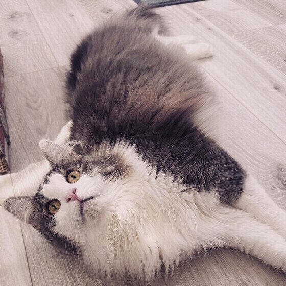 ノルウェージャンフォレストキャットの虚空くん♪