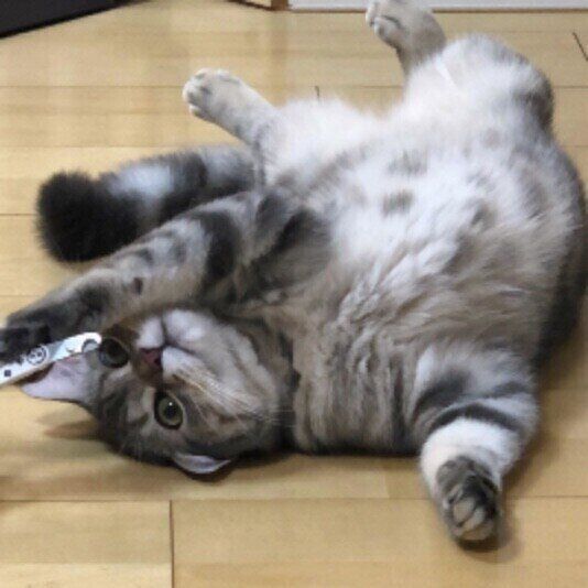 爪切りとマンチカン