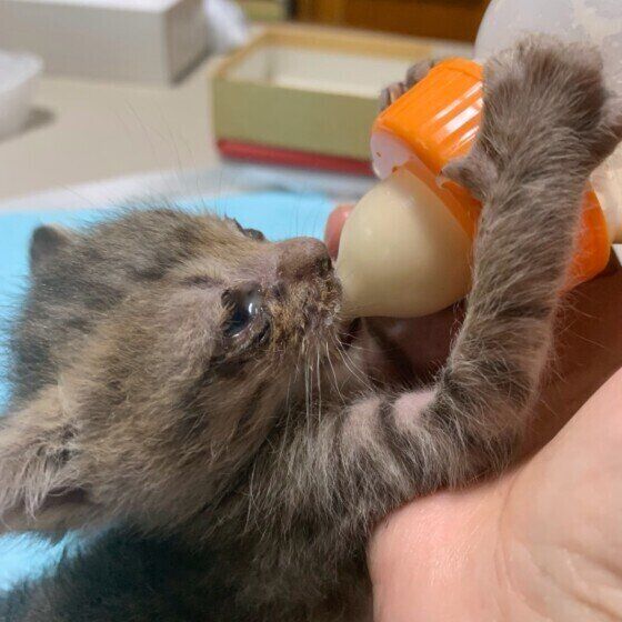 キジトラのにこちゃん