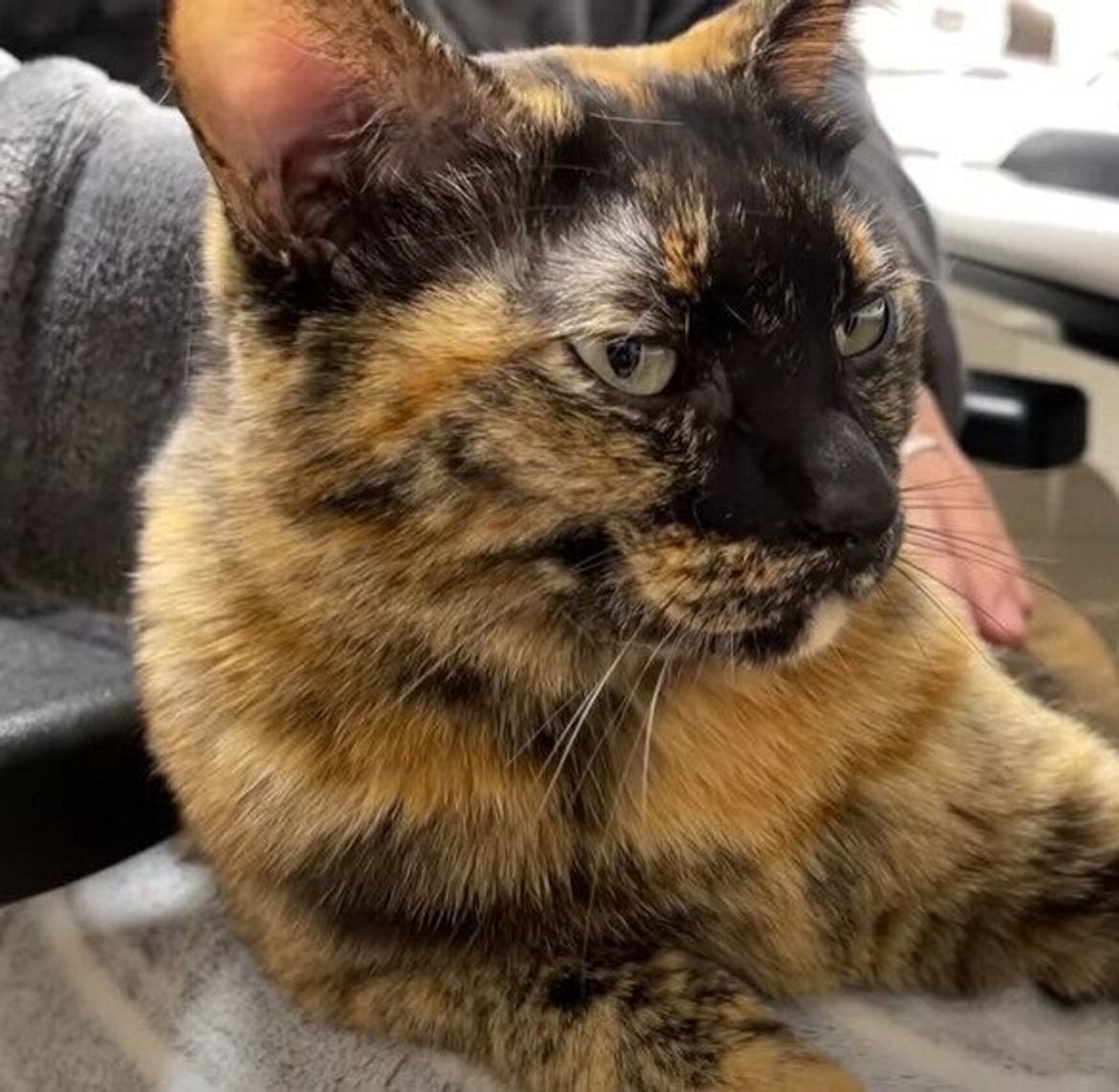 パパとママが大好きなサビ猫ちゃん ワシャワシャされてうっとりしちゃう ねこのきもちweb Magazine パパとママが大好きなサビ猫ちゃん ワシャワシャされてうっとりしちゃう ねこのきもちweb Magazine