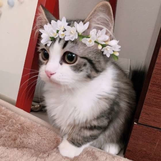 マンチカンのルルちゃん