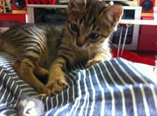 画像提供／古坂大魔王さん