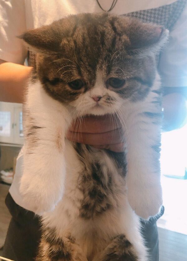 2年前にお迎えを決めたときのこねまるちゃん