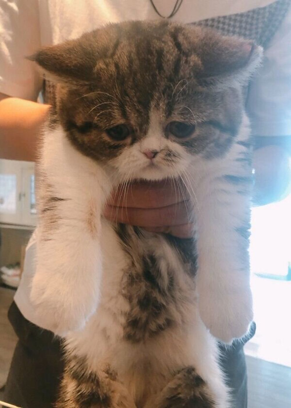 ずっと眺めていたい 飼い主さんの心を射止めた 困り顔 の猫 絶妙な表情がネットで話題 ねこのきもちweb Magazine ずっと眺めていたい 飼い主さんの心を射止めた 困り顔 の猫 絶妙な表情がネットで話題 ねこのきもちweb Magazine