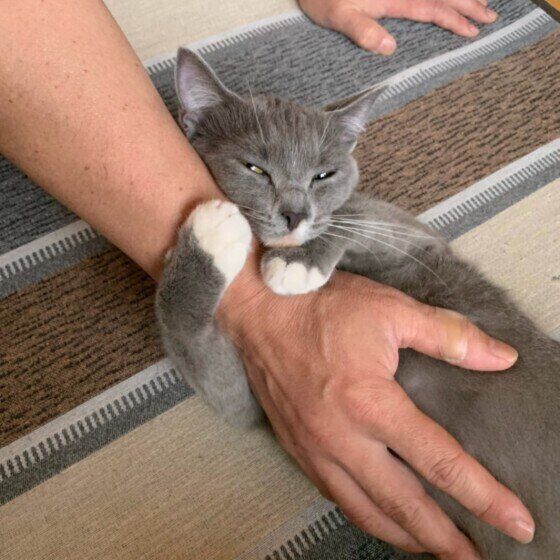 スコティッシュフォールドの福ちゃん