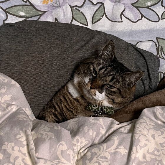 お布団から出たくないキジトラ