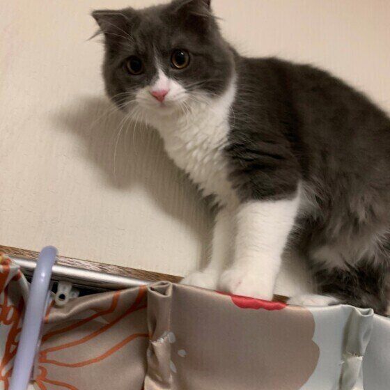 カーテンレールの上を歩くスコティッシュフォールド・ロングヘア