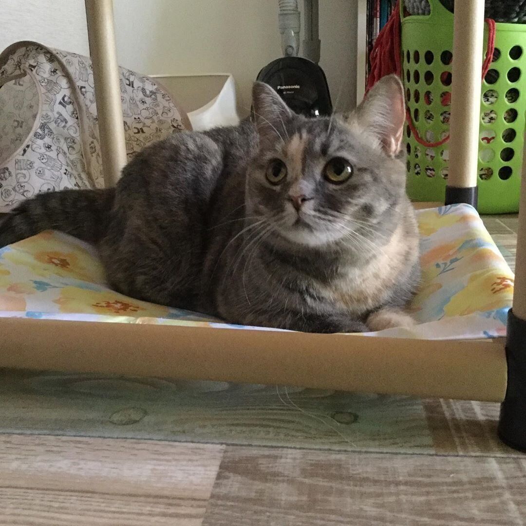 ハンモック　マンチカン　いろは