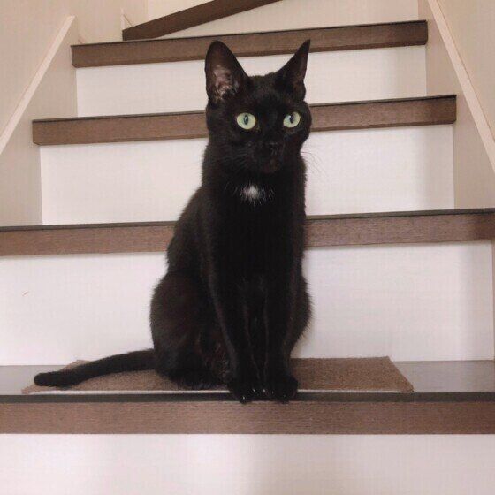 待ち伏せする猫