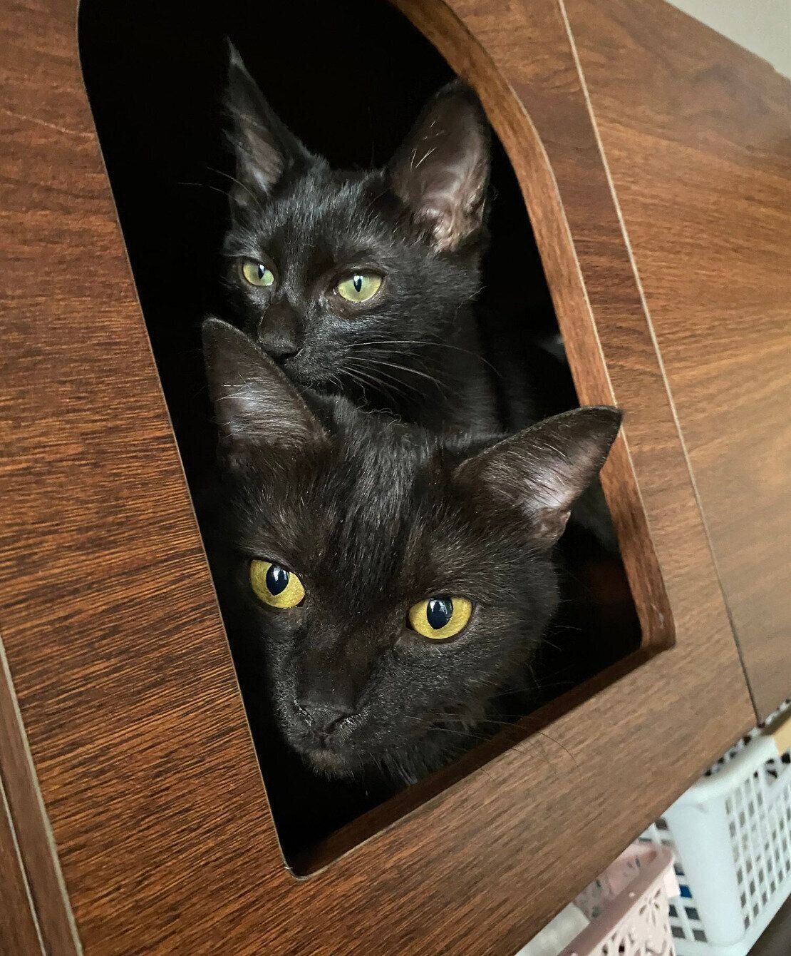 チビビくんとココアくん