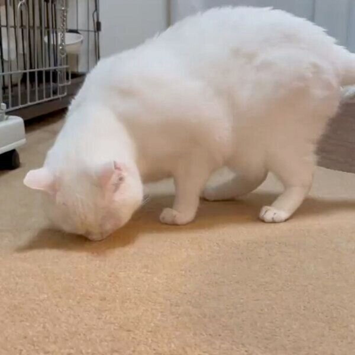 弟猫が ここ臭い と訴えてる そばで見ていた 犯人 の姉猫の反応がおもしろすぎた ねこのきもちweb Magazine 弟猫が ここ臭い と訴えてる そばで見ていた 犯人 の姉猫の反応がおもしろすぎた ねこのきもちweb Magazine