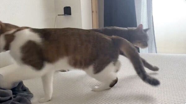 息の合った動きを見せる虎太郎くんとドラちゃん