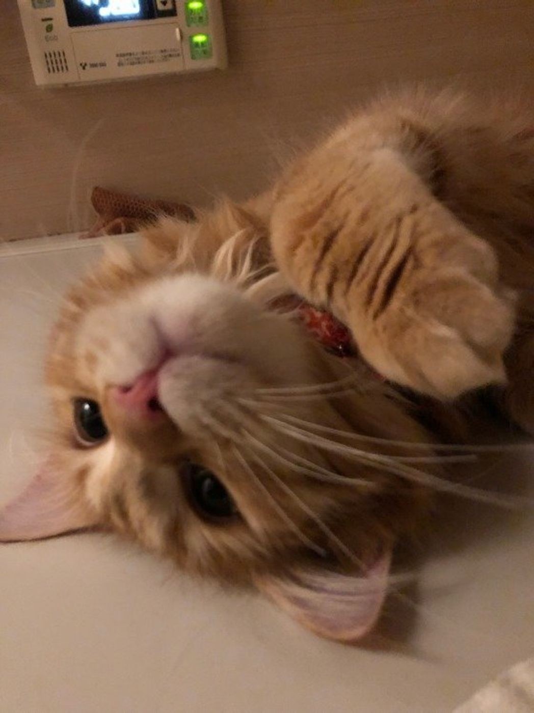 猫のトリミングサロンもある 美容以外のメリットとは ねこのきもちweb Magazine 猫のトリミングサロンもある 美容以外のメリットとは ねこのきもちweb Magazine