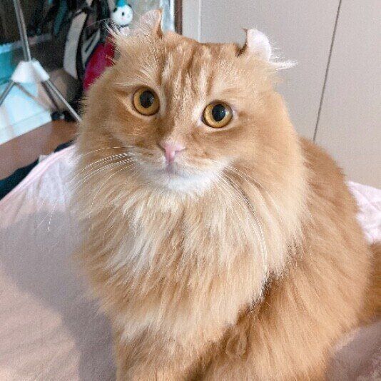 きりっとしたアメリカンカール（オス）