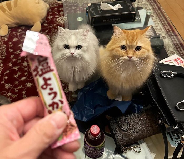 細長いの羊羹を食べていたら愛猫の視線が。「誤解です」何かと勘違いされている予感|ねこのきもちWEB MAGAZINE