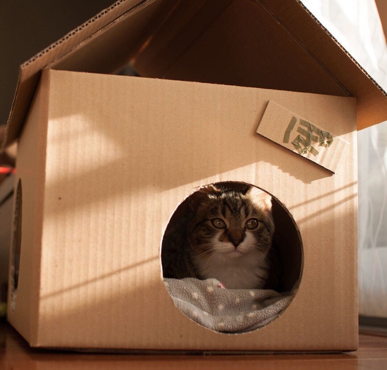 ダンボールハウスに入るぽんちょくん