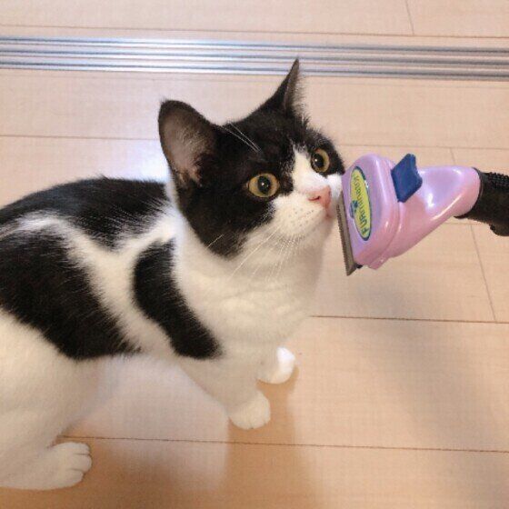 ブラッシングするマンチカン（オス）