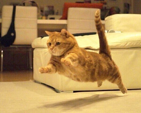 ジャンプする茶太郎くん