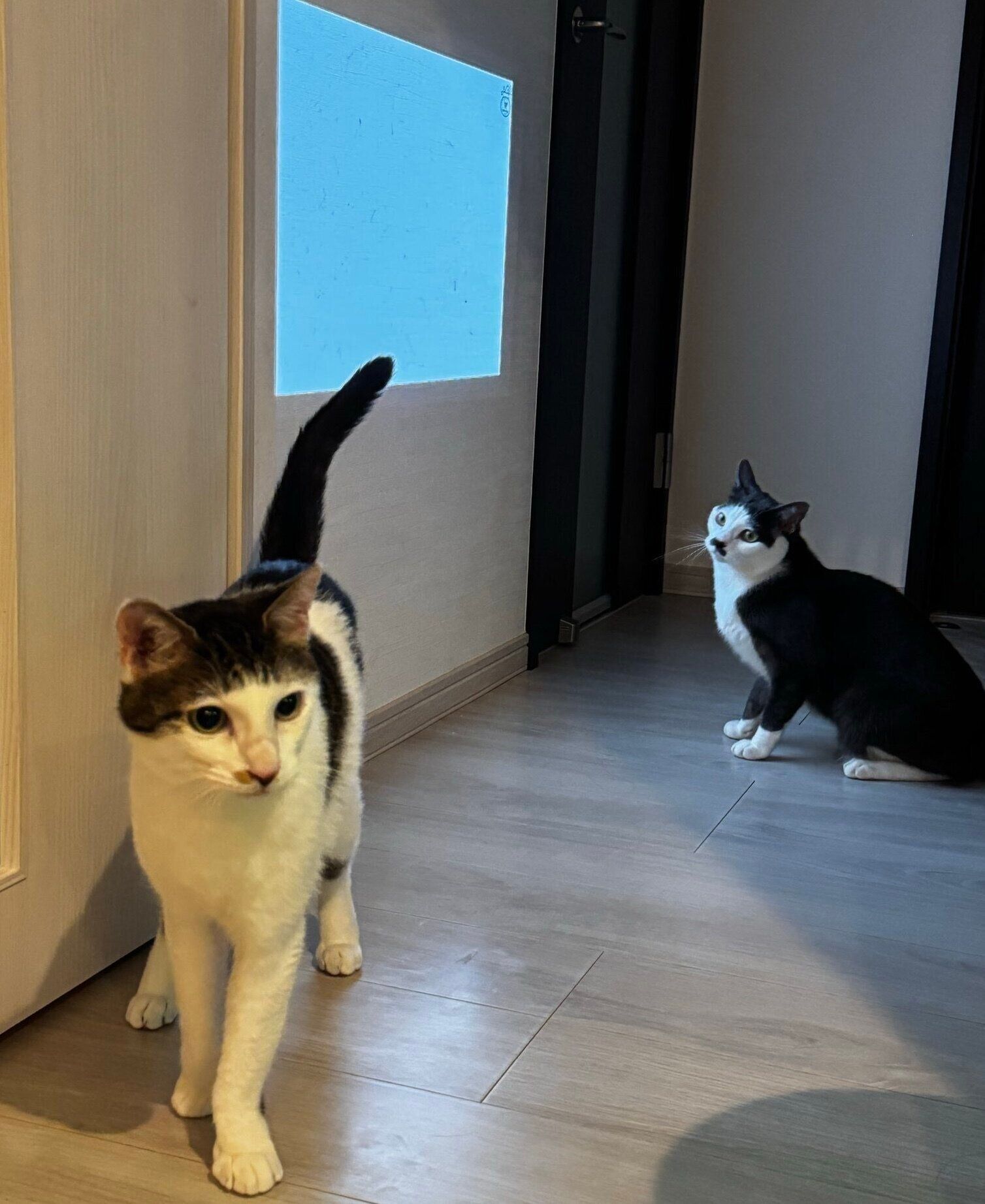 ゲームに夢中なプランスくんと、遊んでもらえないセロイくん