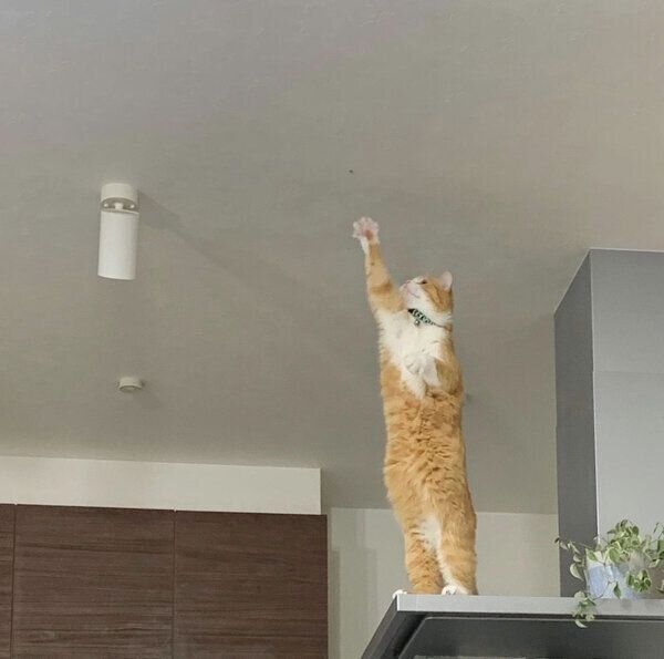 天井が気になるぽんたくん