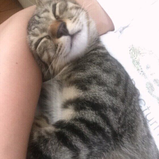 人懐っこい性格のレンくん