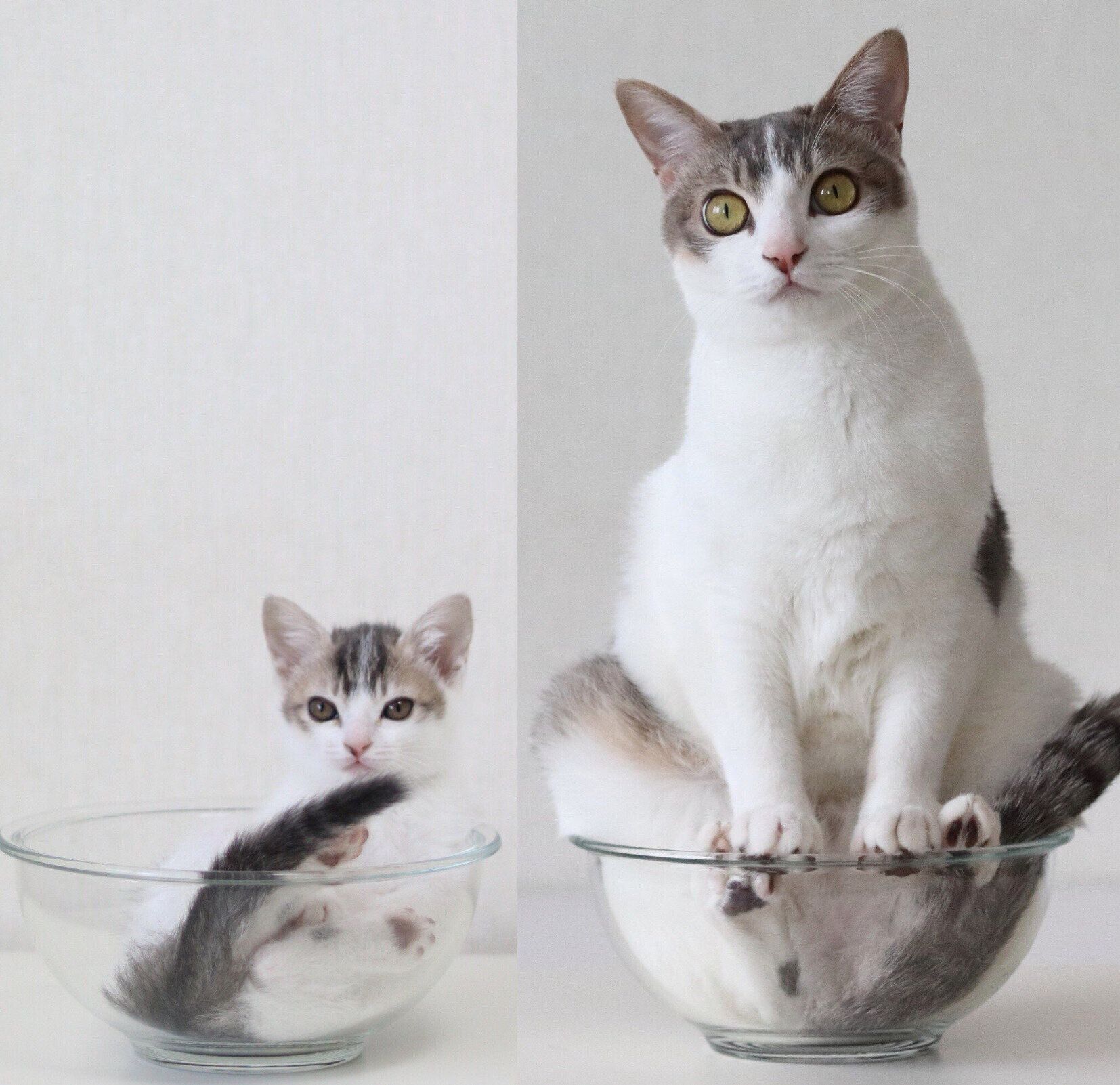 アメリちゃんの成長ビフォーアフター