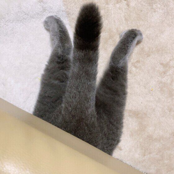 ブリティッシュショートヘアのしゅしゅくん