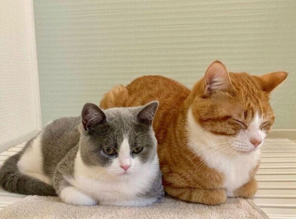 まったりするいなりくんとおそばちゃん