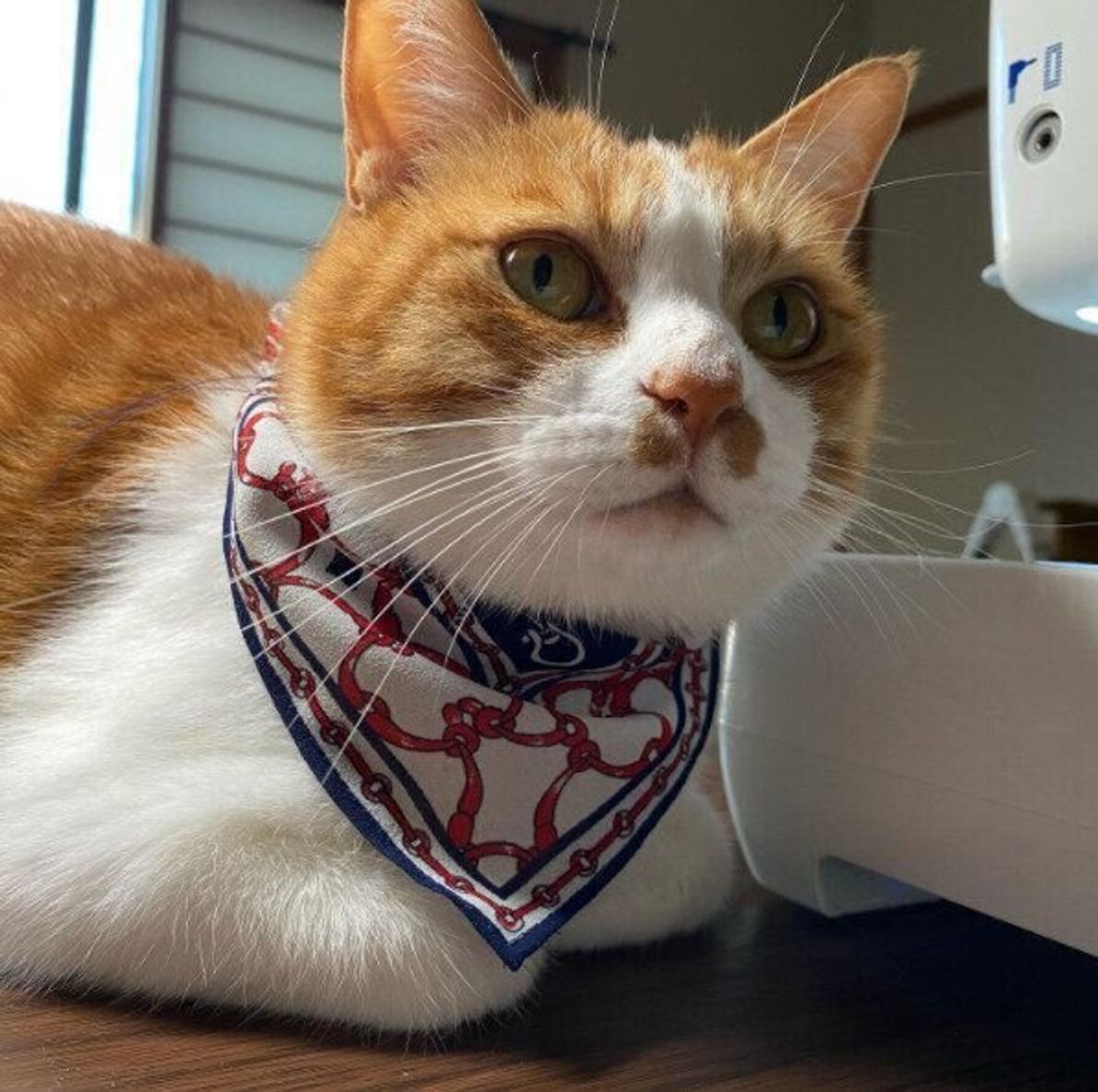 とってもお似合い 飼い主さんお手製 愛猫のおめかしグッズ ねこのきもちweb Magazine とってもお似合い 飼い主さんお手製 愛猫のおめかしグッズ ねこのきもちweb Magazine