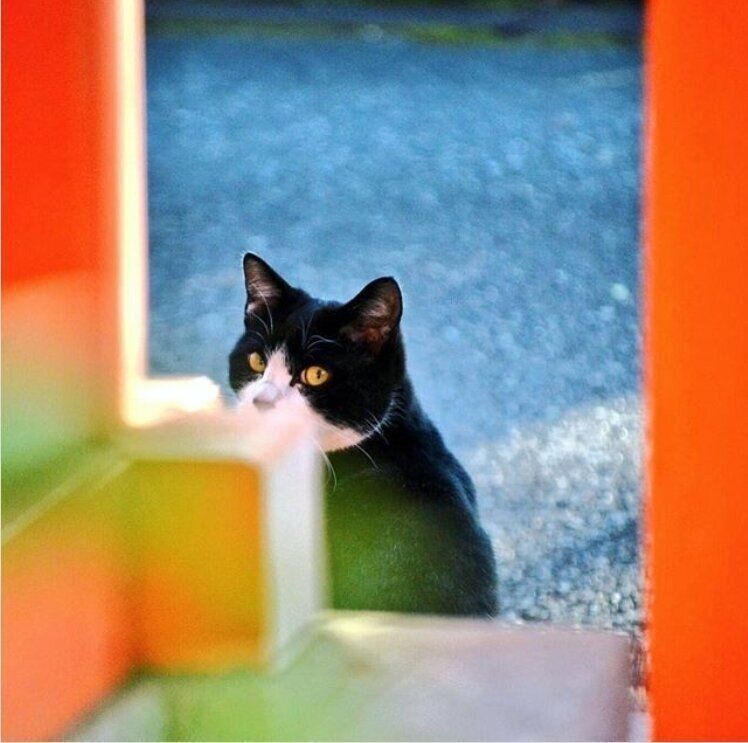 振り向くハチワレ黒猫