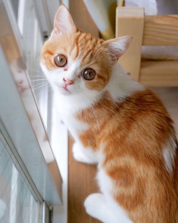 見つめるモチさん