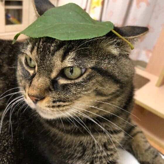 Mix（サバトラ）のトラウンソンくん♪