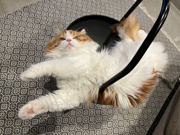 寝相がスゴいノワくん