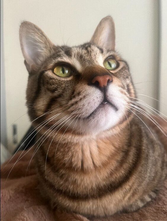 上の方を見る6才の猫