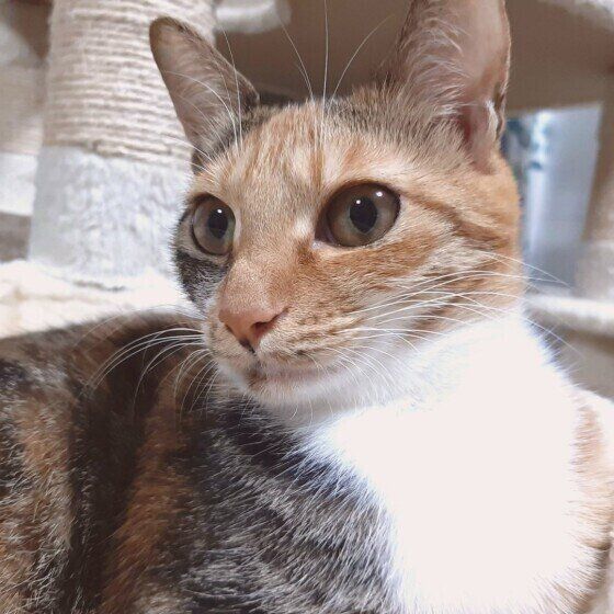 室内でまったりするミケ猫