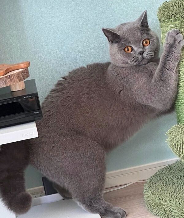 爪とぎポールで遊ぶトロくん