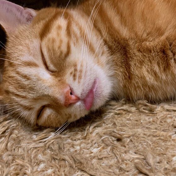 アメリカンショートヘアのとろみちゃん