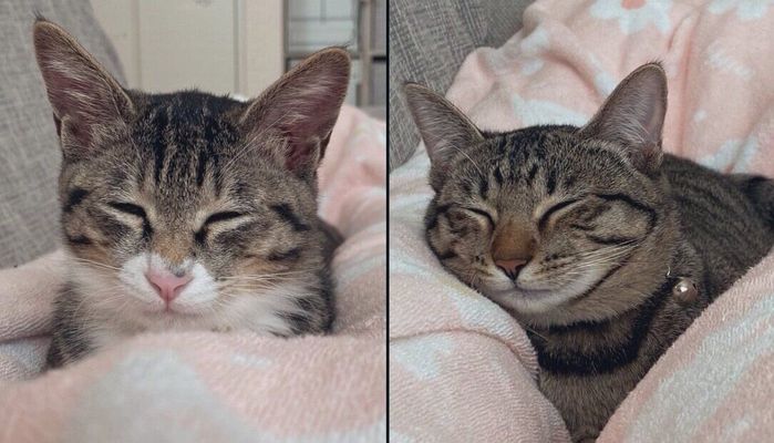 飼い主さんの足の間でくつろぐクーちゃん、サンちゃん