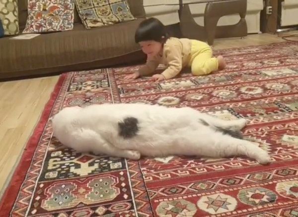 警戒心むき出しなスコティッシュフォールド