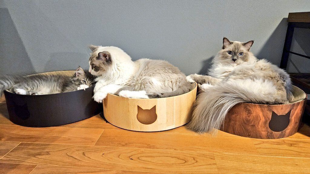 くつろいでいる3匹の猫