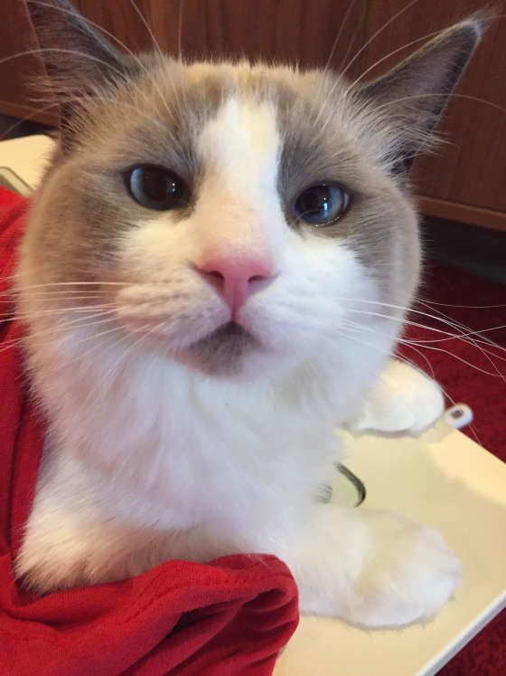 赤いタオルをかけるラグドールのアップ