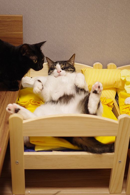 猫が人間らしくなる瞬間